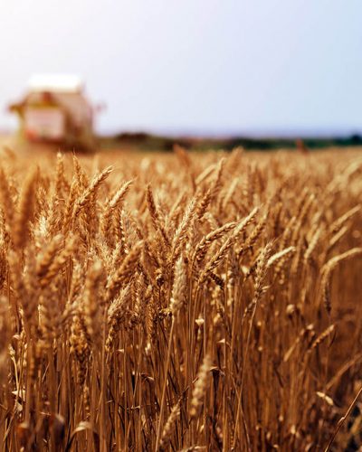Tendência é de preços mais firmes para o trigo no Brasil em 2024, aponta Safras & Mercado